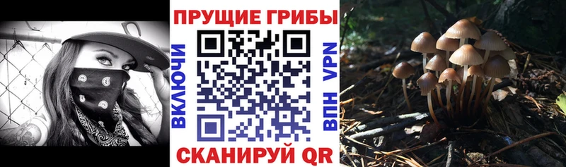 Галлюциногенные грибы Psilocybine cubensis  Курильск 
